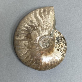 Ammonit-Souvenirstein, Durchmesser ca. 82 mm, Gewicht ca. 172 g (Preis pro Stück)